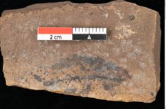 Foto (Detailsansicht) von Quercus palaeoilex Ettingshausen (NHMW-GEO-2024-0188-0873)